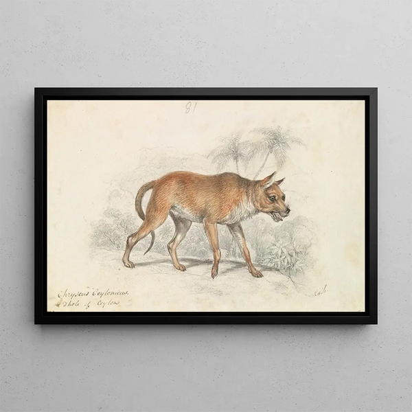 The Dhole of Ceylon - Charles Hamilton Smith — framed artwork on a wall