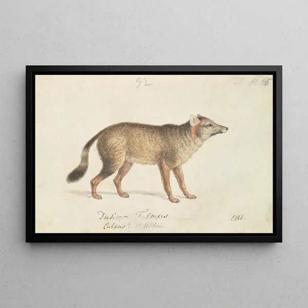 Aguara-chien aux pieds plats - Charles Hamilton Smith — framed artwork on a wall