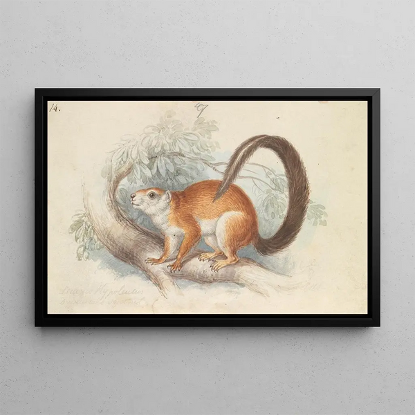 Squirrel by Duvaucel - Charles Hamilton Smith — framed artwork on a wall