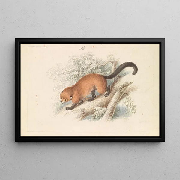 Eira Ferruginea Gulo Castaneus Griffiths Cuvier - Charles Hamilton Smith — framed artwork on a wall