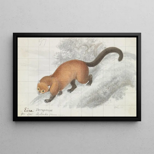Eira Ferruginea - Charles Hamilton Smith — framed artwork on a wall