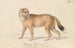 Wolf of the Falkland Islands - Charles Hamilton Smith — artwork view