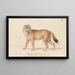 Wolf of the Falkland Islands - Charles Hamilton Smith — framed artwork on a wall