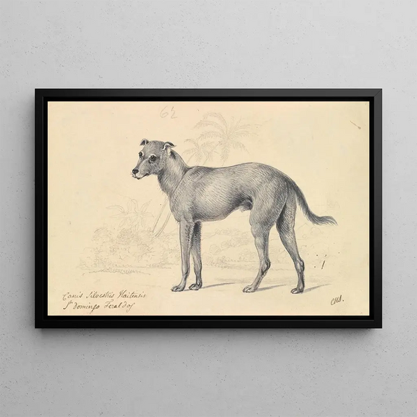 Wild Dog of Saint-Domingue - Charles Hamilton Smith — framed artwork on a wall