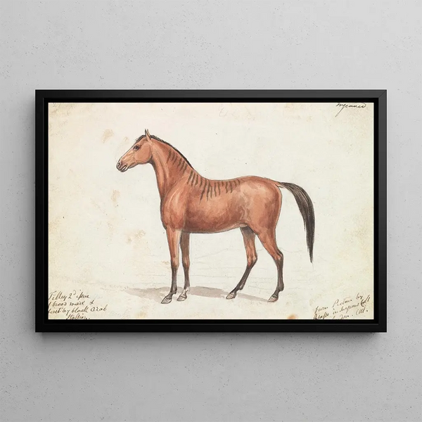 a Girl Bearing Quagga Marks - Charles Hamilton Smith — framed artwork on a wall