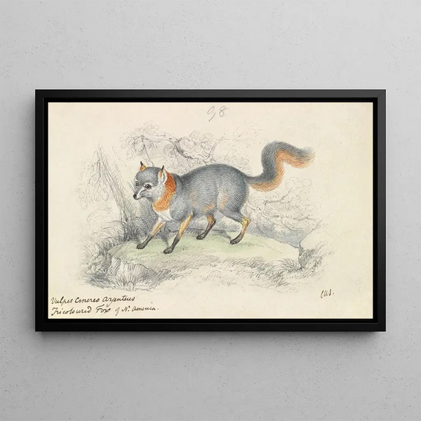 Gray Fox Painting - Charles Hamilton Smith — framed artwork on a wall