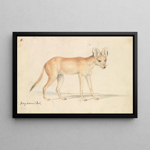 Dhole Greyhound - Charles Hamilton Smith — framed artwork on a wall