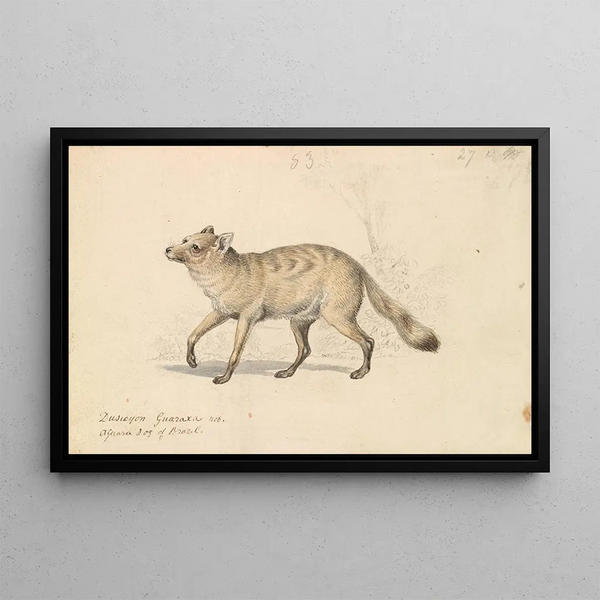 Guaraxa Aguara, Fox - Charles Hamilton Smith — framed artwork on a wall
