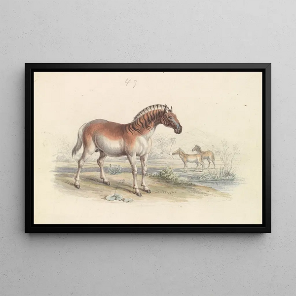 Hippotigris Quacha - Charles Hamilton Smith — framed artwork on a wall