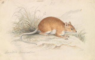 Charles Hamilton Smith - LongTailed Spiny Rat.webp