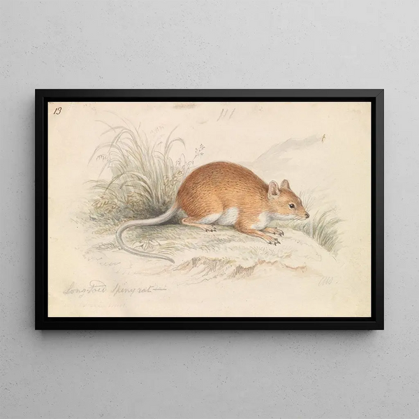 Long-tailed Thorn Rat - Charles Hamilton Smith — framed artwork on a wall