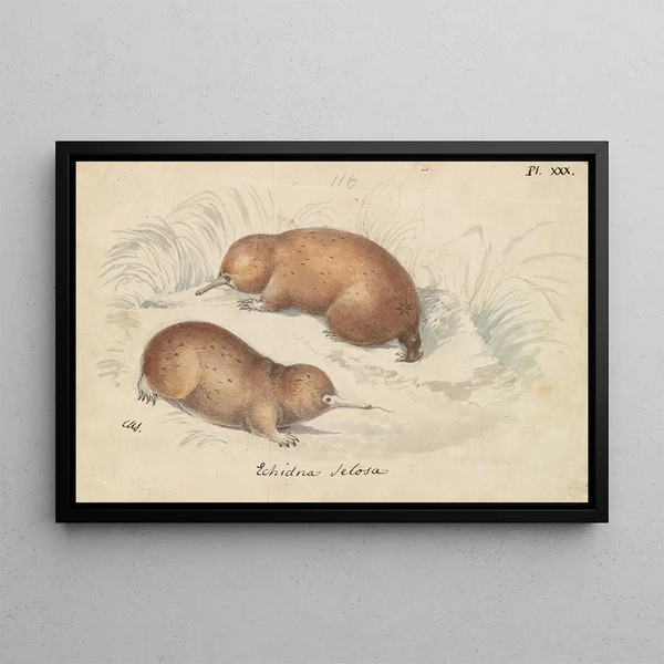 Echidna long-beak - Charles Hamilton Smith — framed artwork on a wall