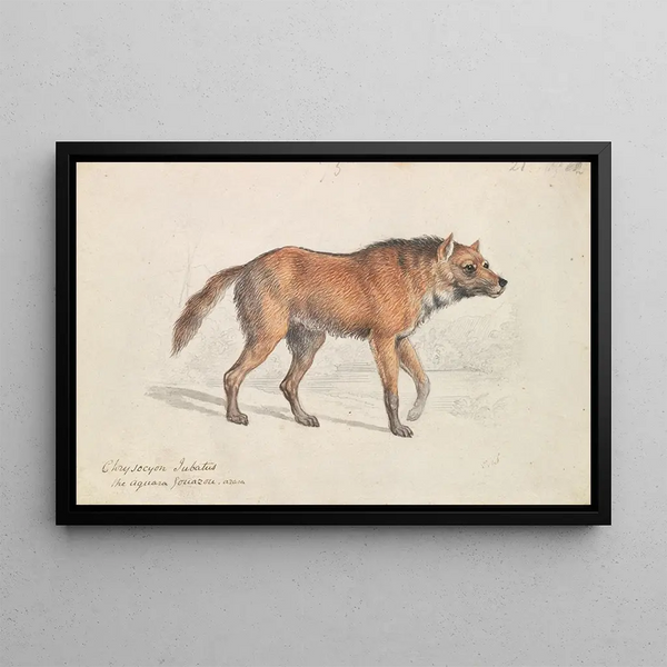 Lion with Mane - Charles Hamilton Smith — framed artwork on a wall