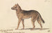 Dingo of New Holland - Charles Hamilton Smith — artwork view