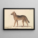 Dingo of New Holland - Charles Hamilton Smith — framed artwork on a wall