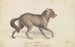 Wolf of the North American Prairies - Charles Hamilton Smith — artwork view