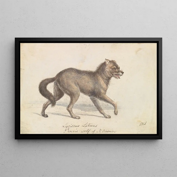 Wolf of the North American Prairies - Charles Hamilton Smith — framed artwork on a wall