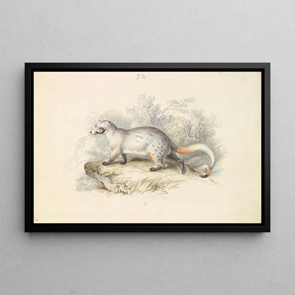 Paradoxurus Dubius - Charles Hamilton Smith — framed artwork on a wall