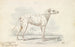 Parent of the modern carriage dog Carriage dog turnspit - Charles Hamilton Smith — artwork view