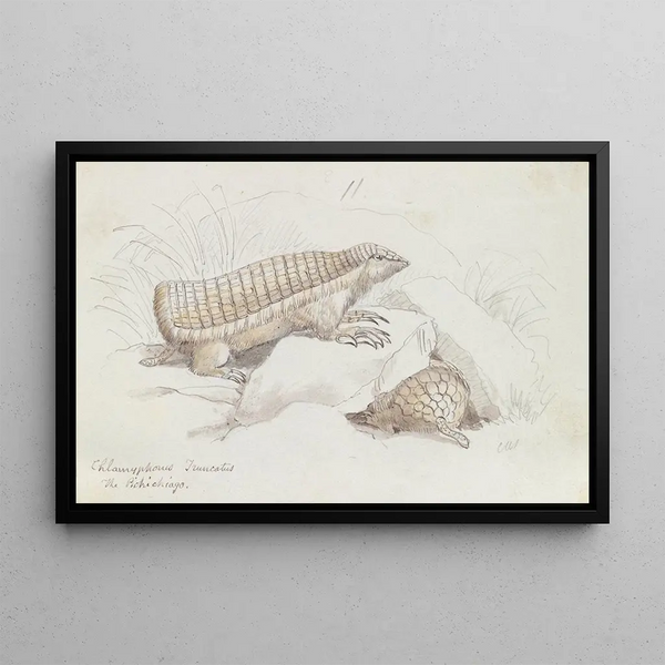 Tatou fairy pink - Charles Hamilton Smith — framed artwork on a wall