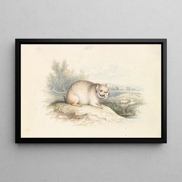Viscache of the Plains - Charles Hamilton Smith — framed artwork on a wall