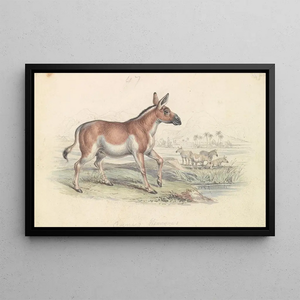 Quagga male - Charles Hamilton Smith — framed artwork on a wall