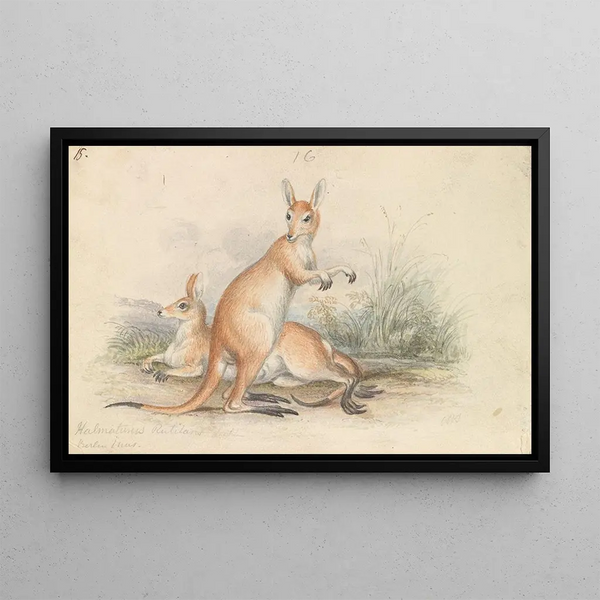 Kangaroo Reds - Charles Hamilton Smith — framed artwork on a wall