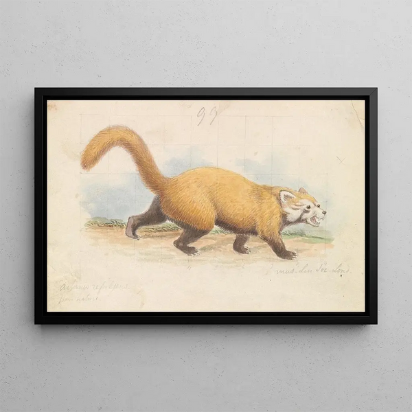 Panda roux - Charles Hamilton Smith — framed artwork on a wall