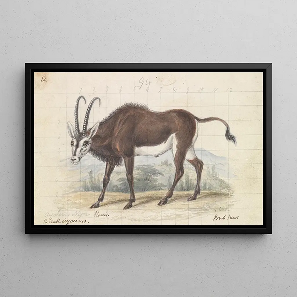 Antilope sable - Charles Hamilton Smith — framed artwork on a wall