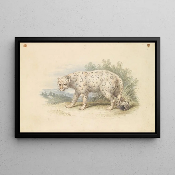Snow Leopard - Charles Hamilton Smith — framed artwork on a wall