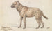 Hyena painting - Charles Hamilton Smith — artwork view