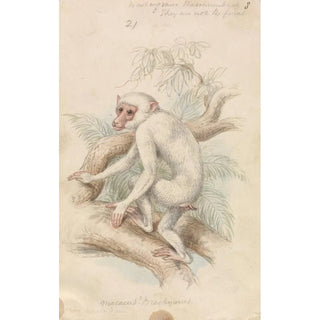 Truncated-tailed Macaque - Charles Hamilton Smith — artwork view