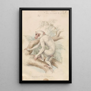 Truncated-tailed Macaque - Charles Hamilton Smith — framed artwork on a wall