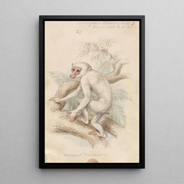 Truncated-tailed Macaque - Charles Hamilton Smith — framed artwork on a wall