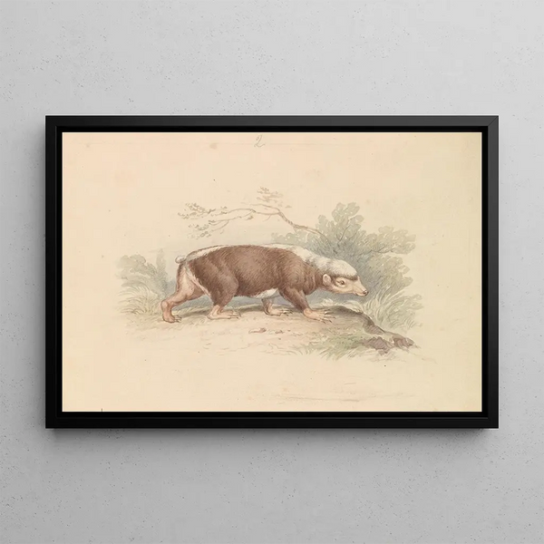 Télagonie de la Sunda - Charles Hamilton Smith — framed artwork on a wall