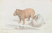 The Capybara - Charles Hamilton Smith — artwork view