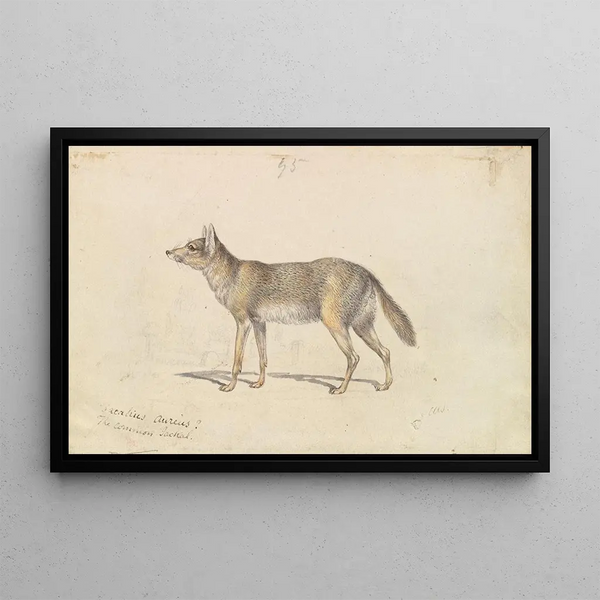 The Common Jackal - Charles Hamilton Smith — framed artwork on a wall