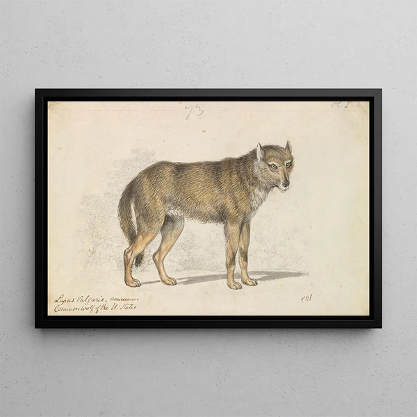 The Gray Wolf - Charles Hamilton Smith — framed artwork on a wall