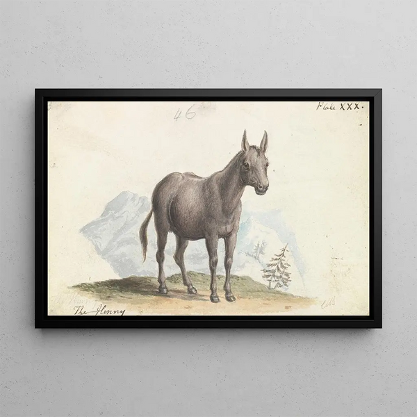 The Mule - Charles Hamilton Smith — framed artwork on a wall