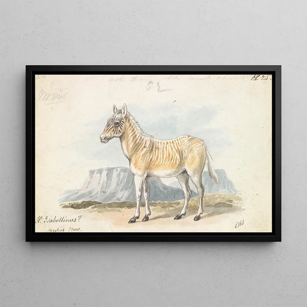The Quagga Isabella - Charles Hamilton Smith — framed artwork on a wall
