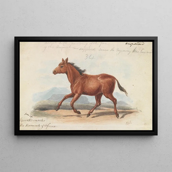 The Koomrah Horse - Charles Hamilton Smith — framed artwork on a wall