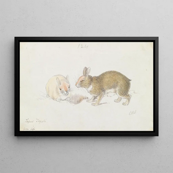 The rabbit - Charles Hamilton Smith — framed artwork on a wall