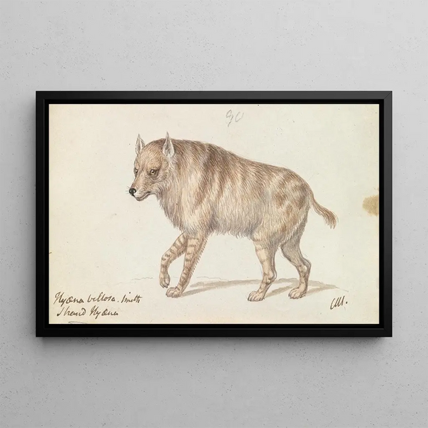 La Hyène de Strand - Charles Hamilton Smith — framed artwork on a wall