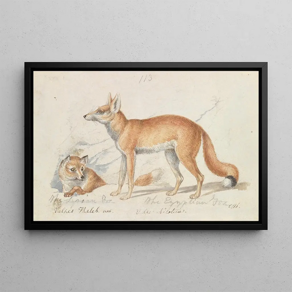 The Syrian Fox and the Egyptian Fox - Charles Hamilton Smith — framed artwork on a wall