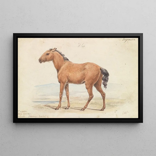 The Tarpan, native wild horse of Russia - Charles Hamilton Smith — framed artwork on a wall