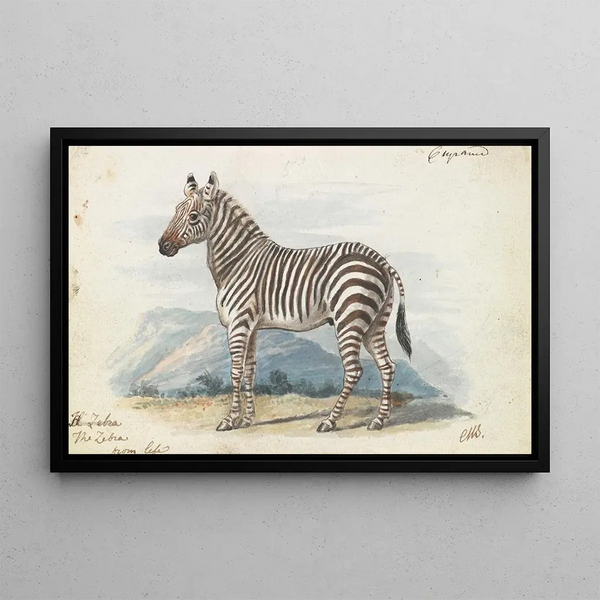 The Zebra - Charles Hamilton Smith — framed artwork on a wall
