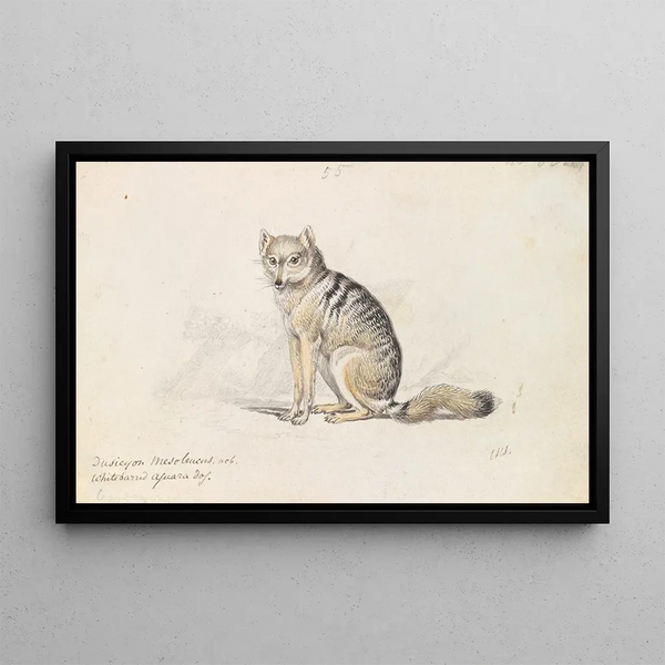 Fox Aguara with white bars - Charles Hamilton Smith — framed artwork on a wall