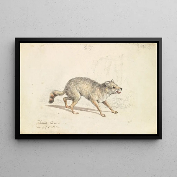 Wild Dog by Natolla - Charles Hamilton Smith — framed artwork on a wall