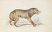 Wolf of the Southern States of North America - Charles Hamilton Smith — artwork view