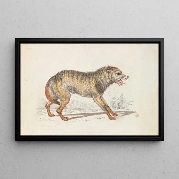 Wolf of the Southern States of North America - Charles Hamilton Smith — framed artwork on a wall
